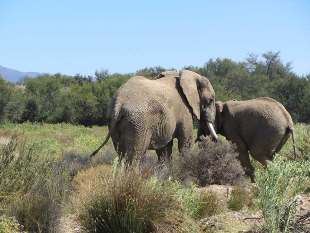 Inverdoorn safari