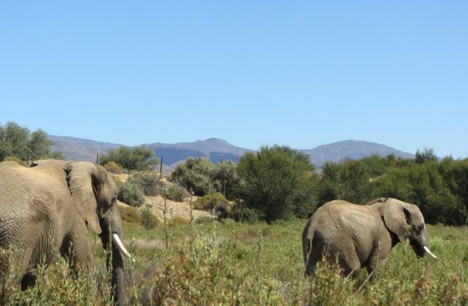 Inverdoorn safari