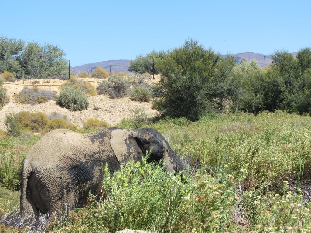 Inverdoorn safari