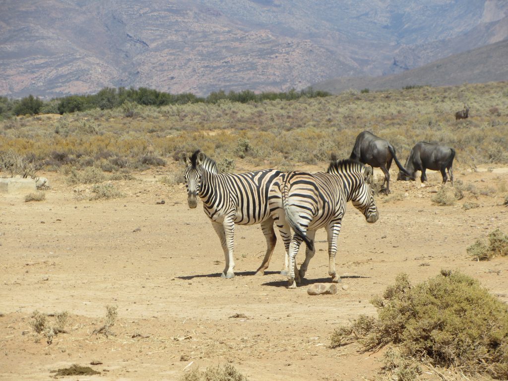 Inverdoorn safari