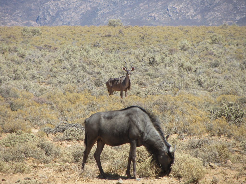 Inverdoorn safari