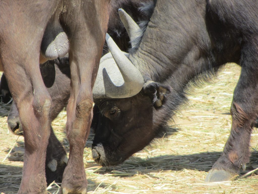 Inverdoorn safari