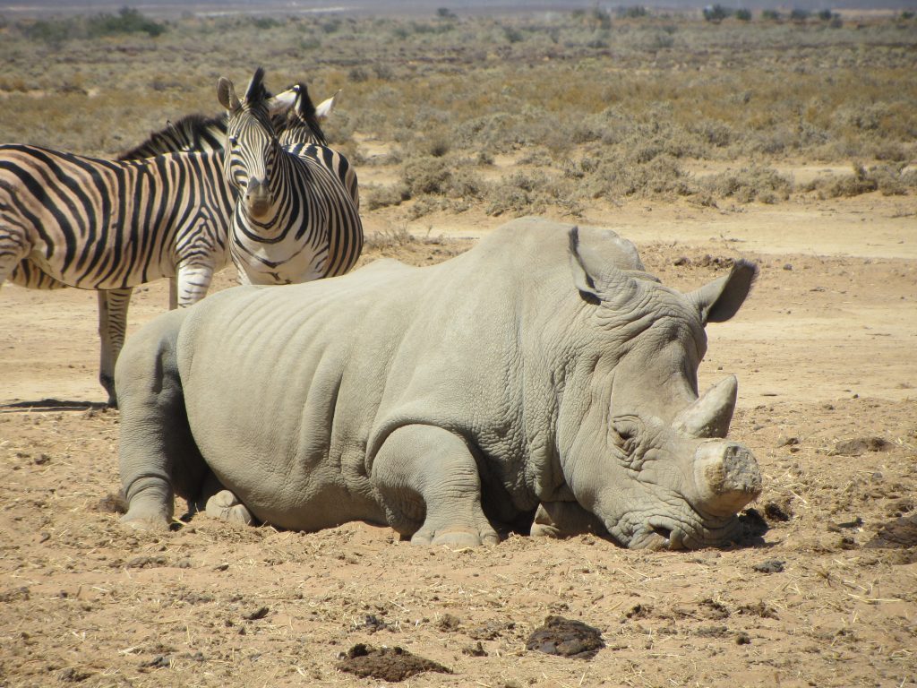 Inverdoorn safari