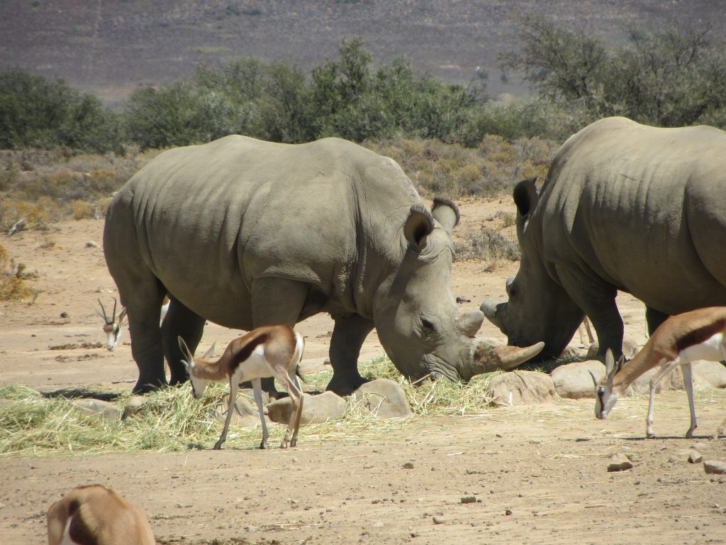 Inverdoorn safari