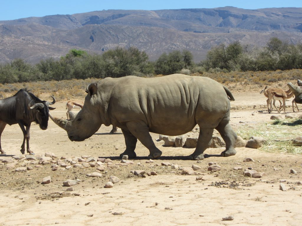 Inverdoorn safari