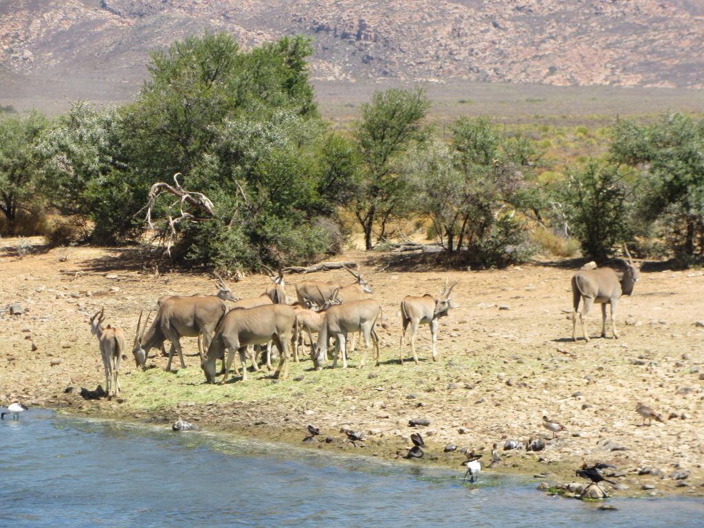 Inverdoorn safari