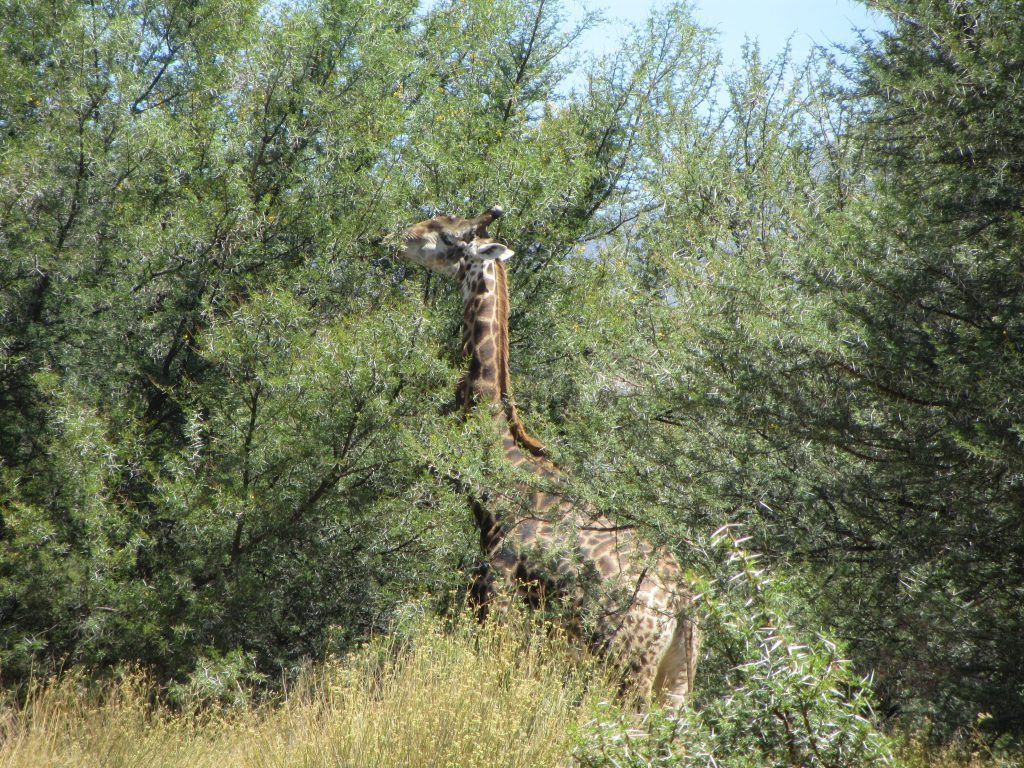 Inverdoorn safari