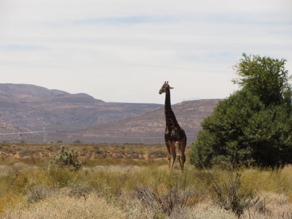 Inverdoorn safari